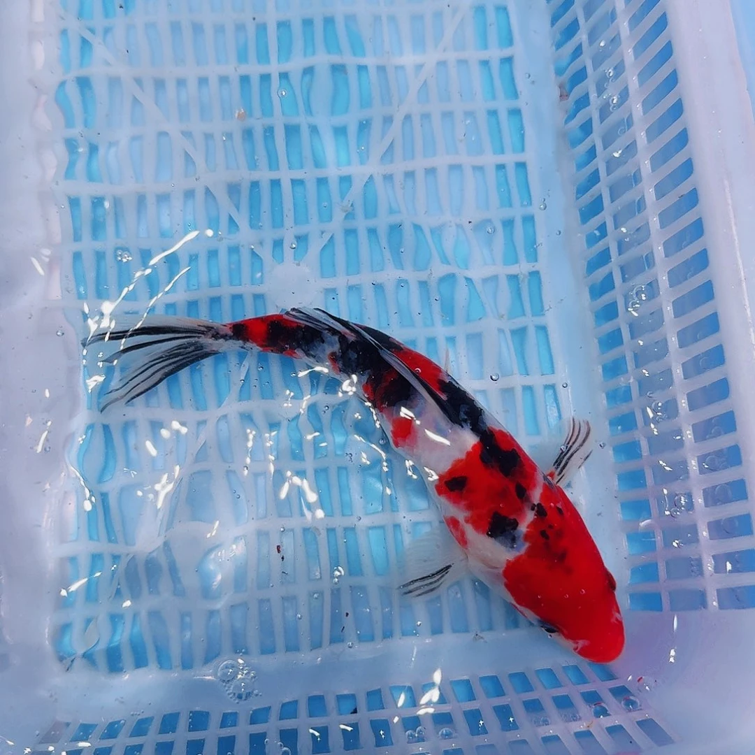 锦鲤锦鲤观赏鱼一物一拍