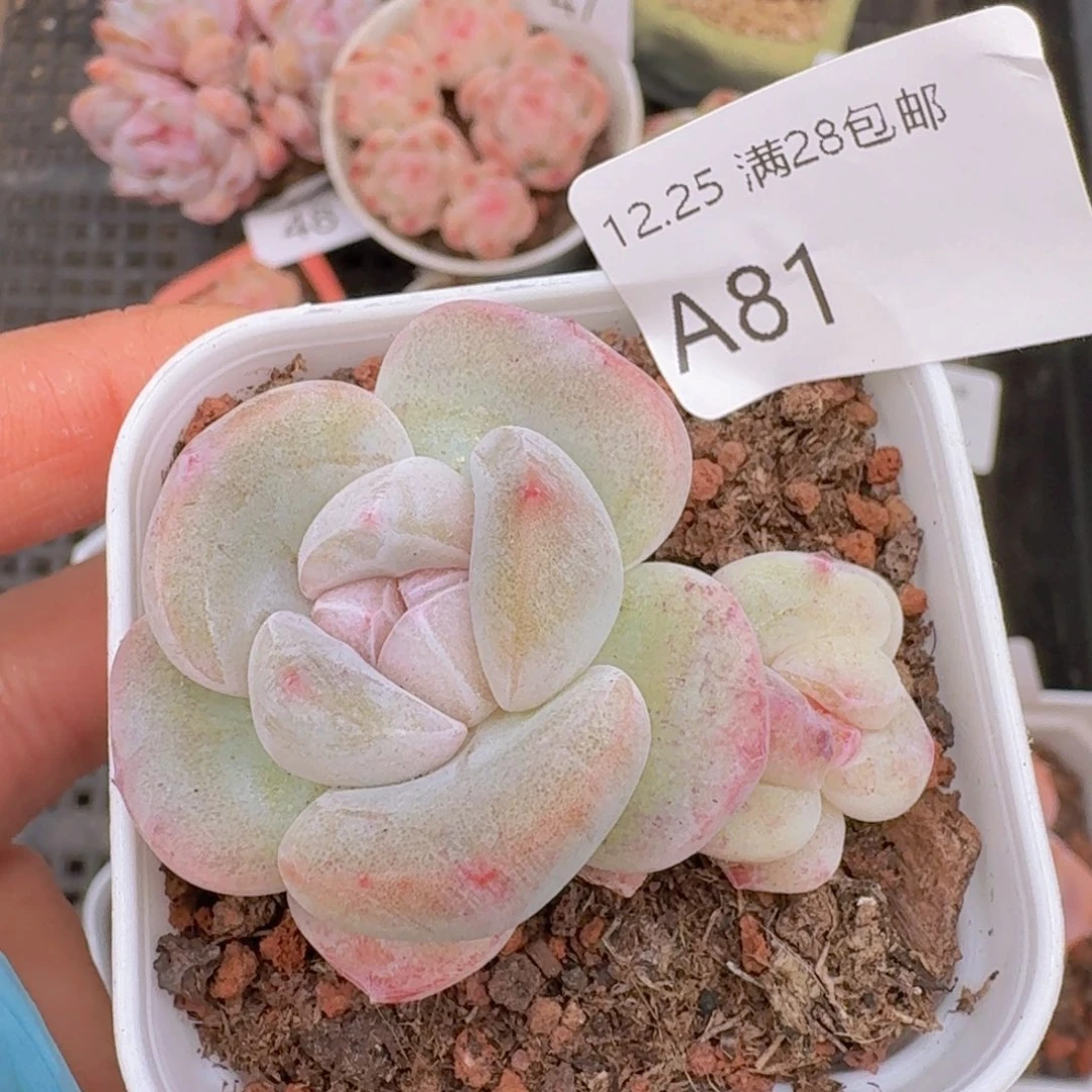 冰玉石化双头一颗脱土发货