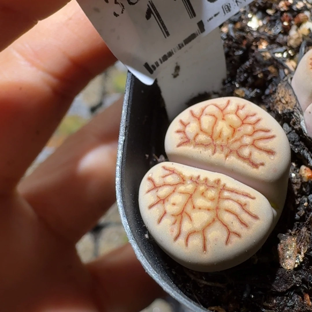 Sss精品生石花1164