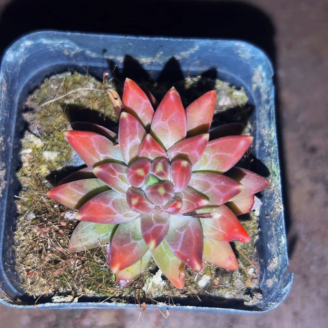 桔云多肉美人精品系列