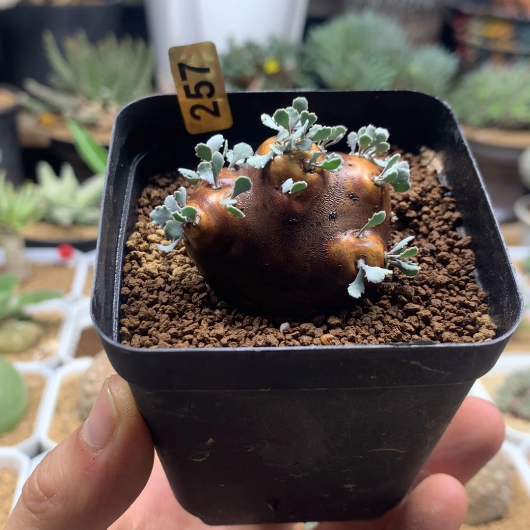 产地格加厚敦菊母本多肉带盆