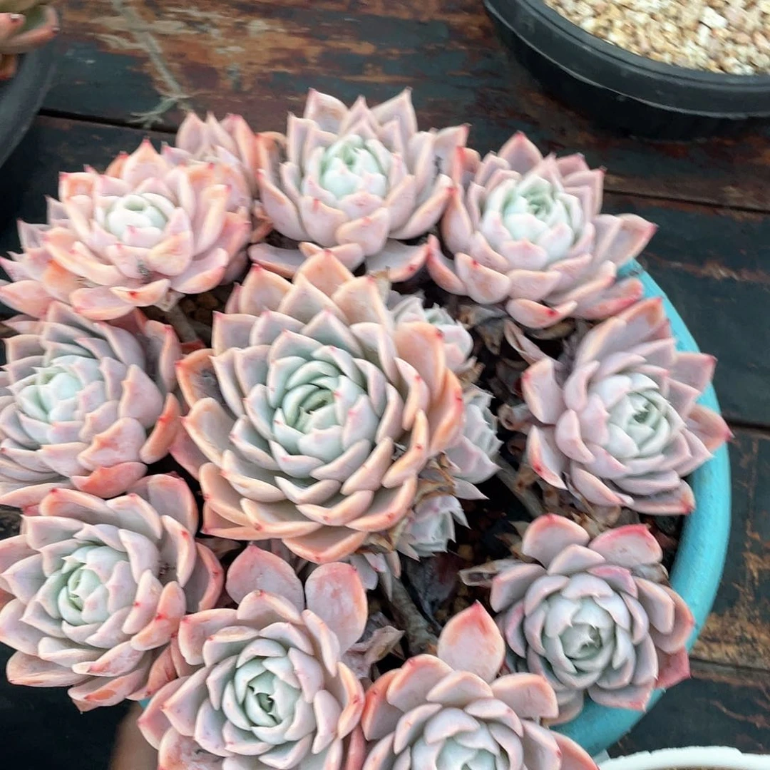 好***多肉植物一物一拍