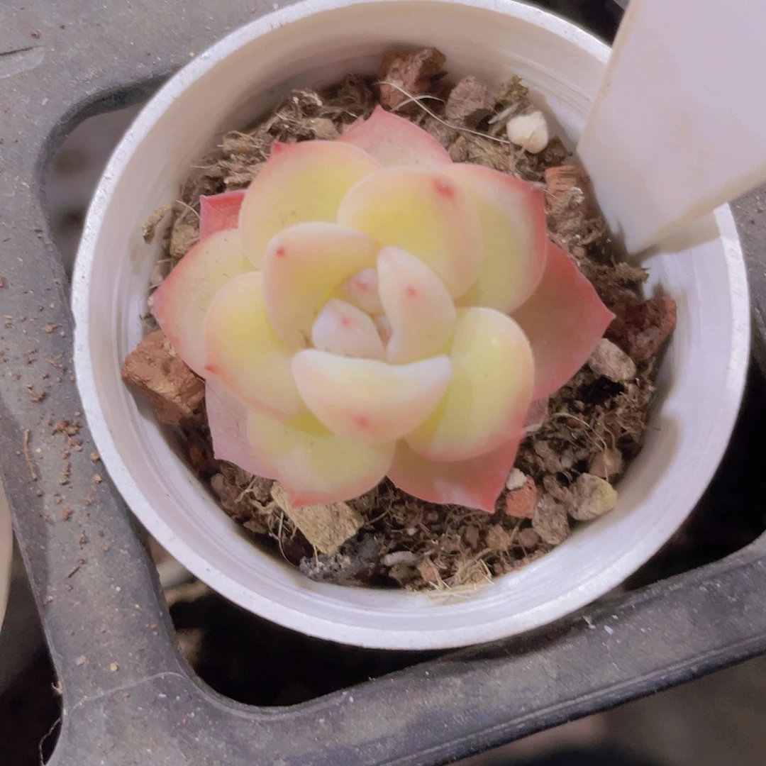 泡芙w043一物一拍