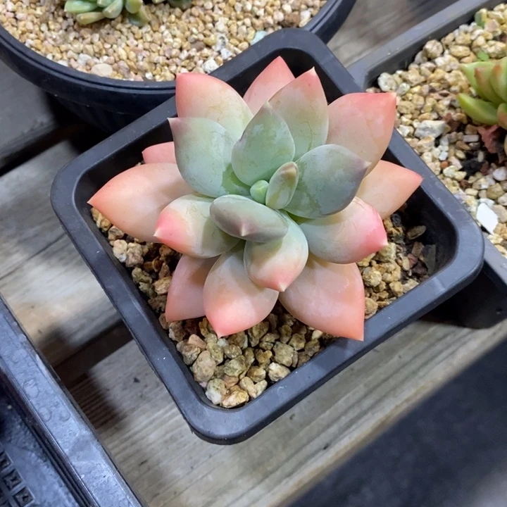 S***麻美人的心动了吧呜呜我好