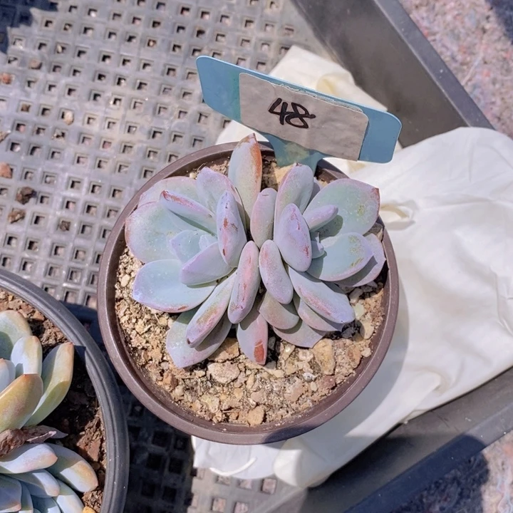 芭***蕉48号多肉111111111