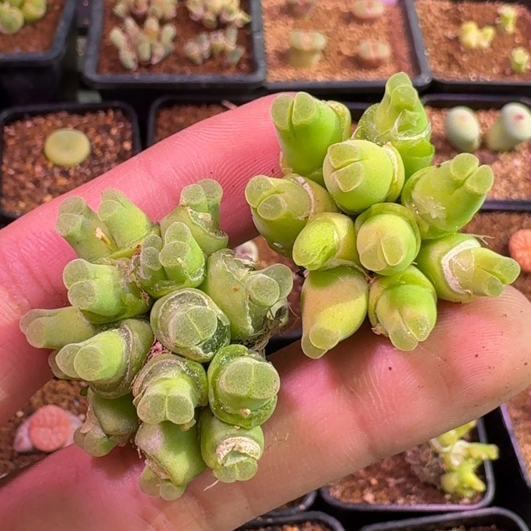 小**难云缦精品番杏11.22