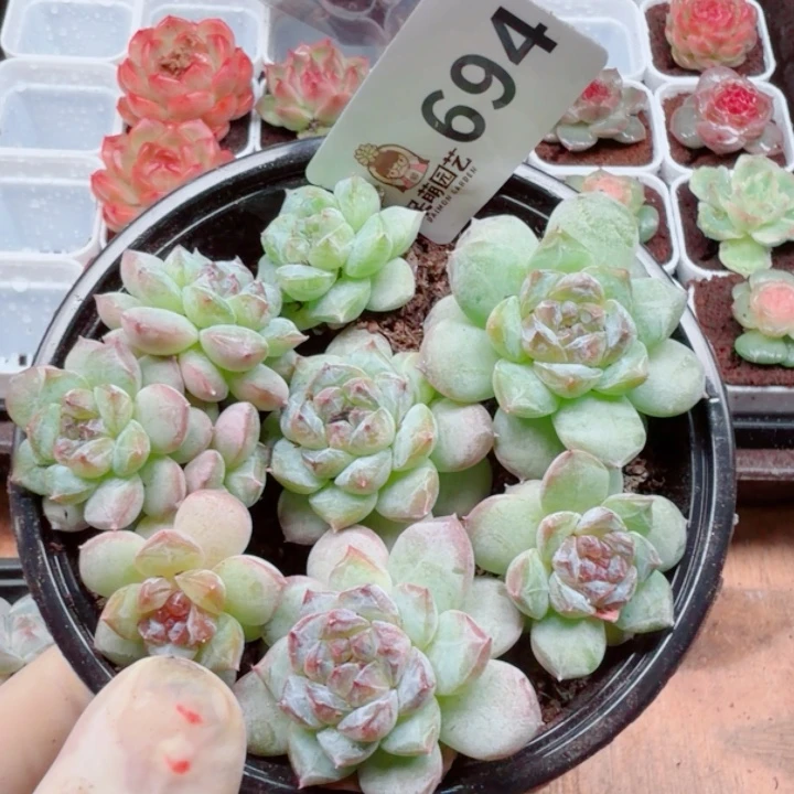 多肉植物多肉植物