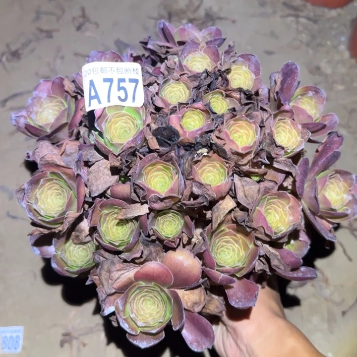 魅金玫瑰!不包断枝……