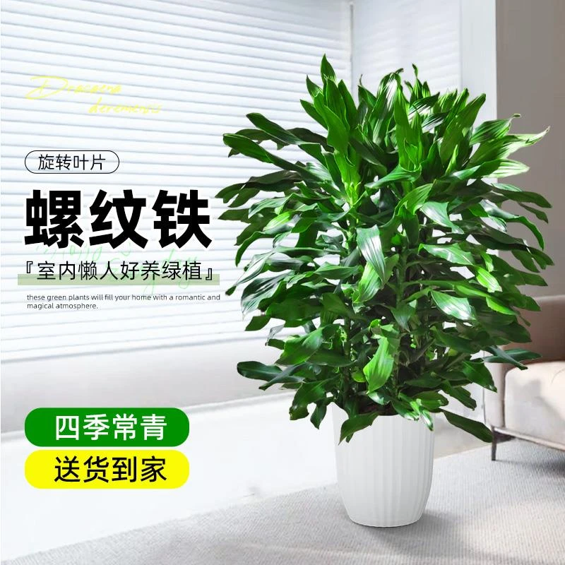 螺纹铁大盆绿植盆栽四季好养耐阴吸甲醛大型真树开业乔迁