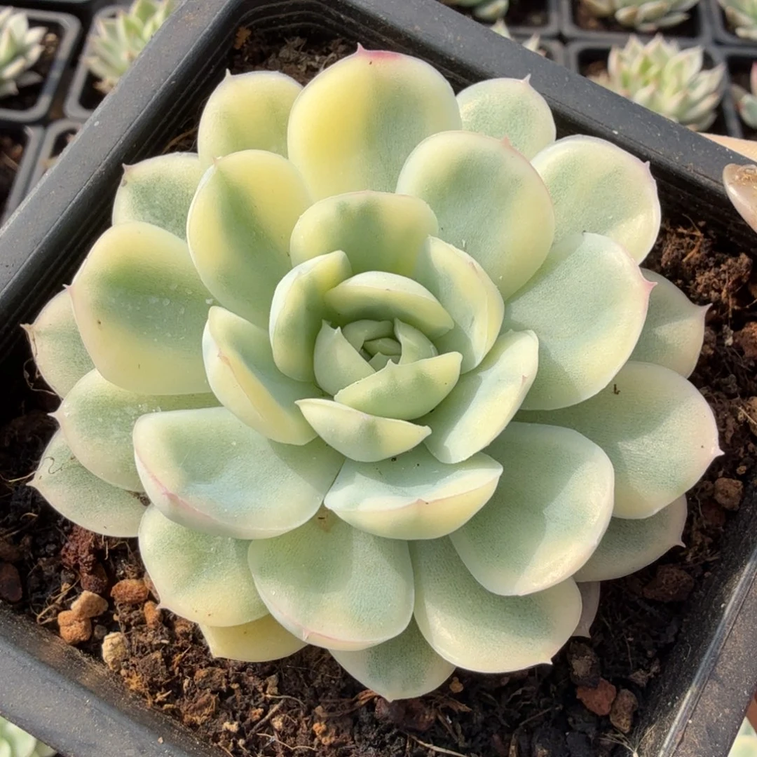 草莓冰锦腹轮锦一颗