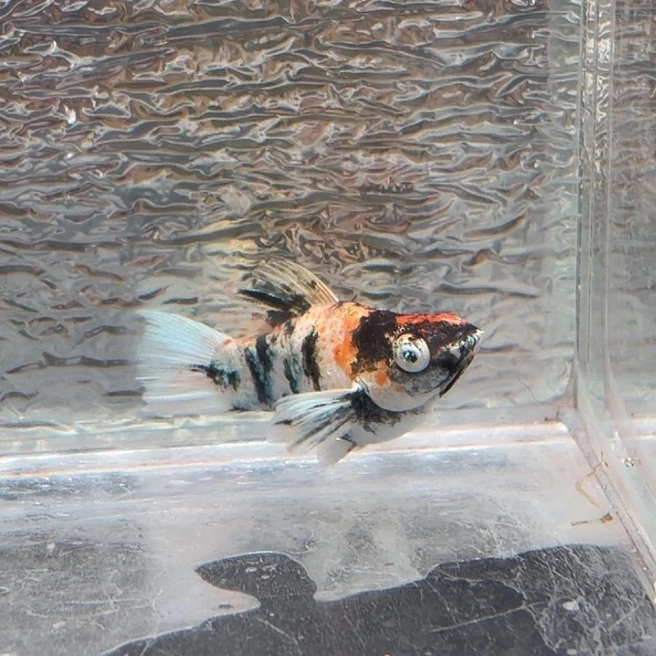 孔雀鱼玛丽鱼一条红头