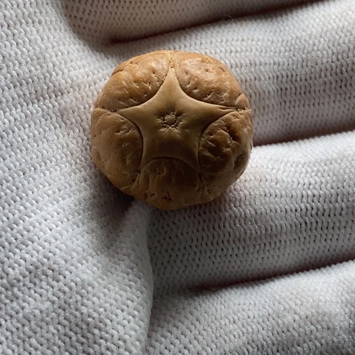 球***豆把件凤眼菩提22mm五星定制打孔不退换
