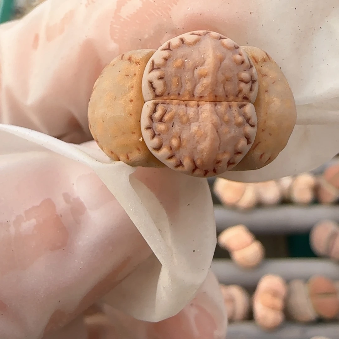 哈**嗝3.8，c217，9038.。