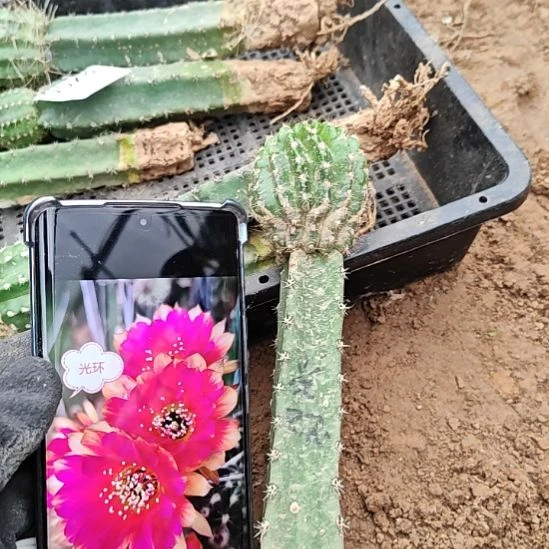 丽花光环秀普嫁接清