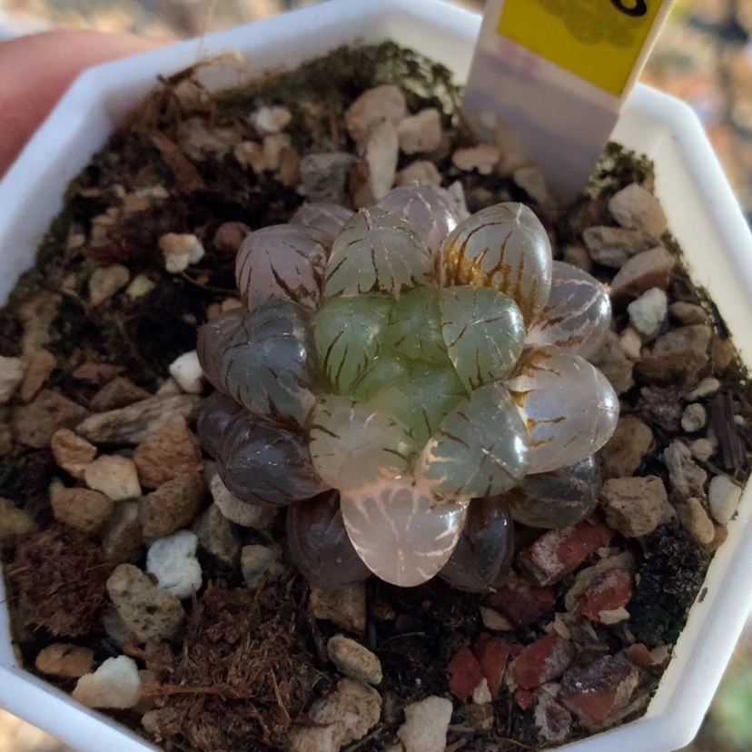 【闪购商品】598姬玉露多肉