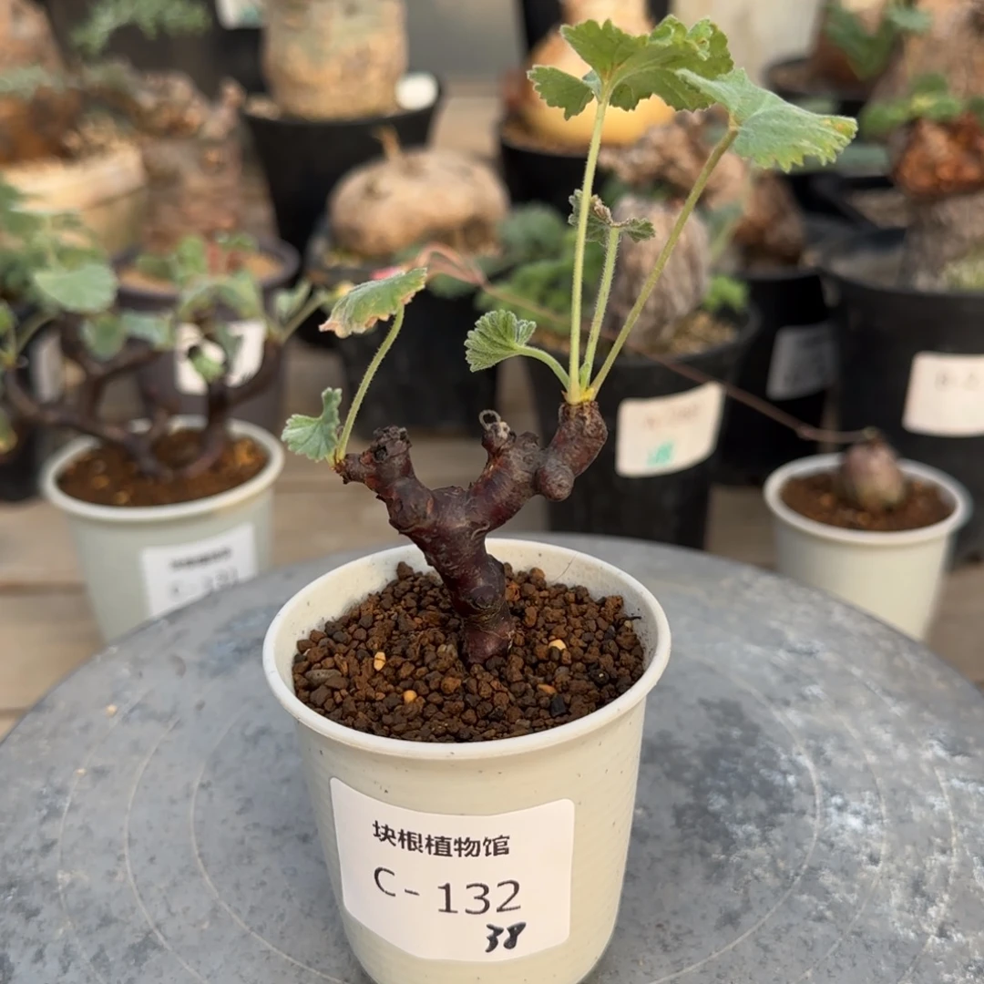 132枝干洋葵块根植物