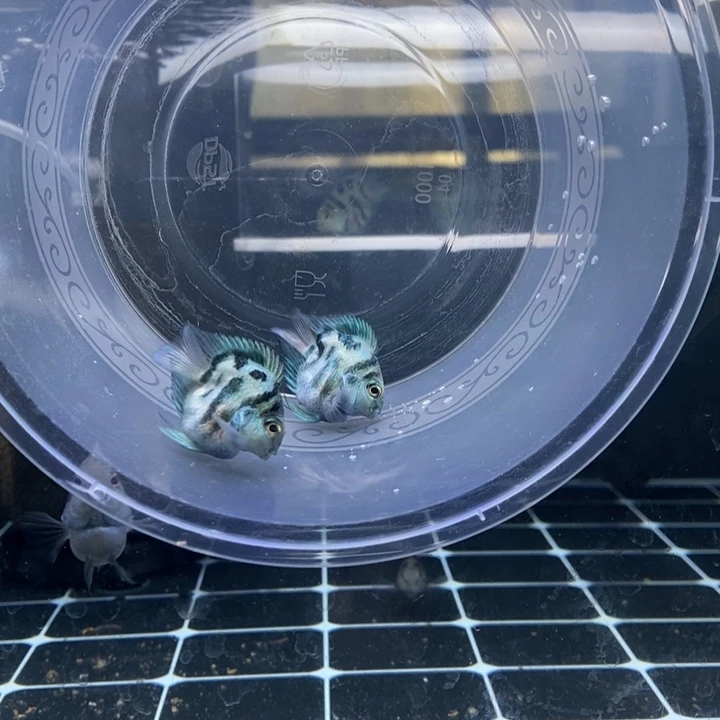 鹦鹉鱼种鱼级别宝蓝迷你鹦鹉一对