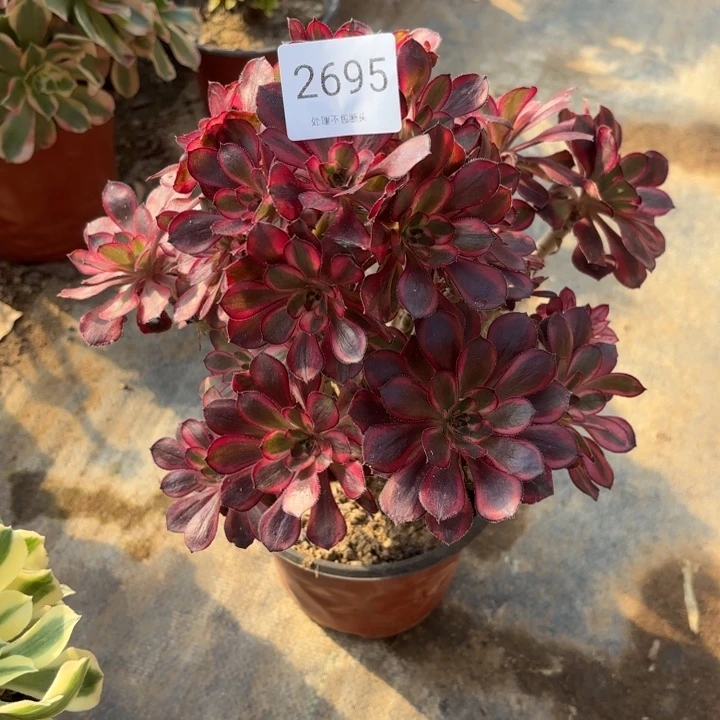 香奈儿多肉处理不包断头2695