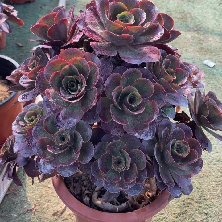 165魅金玫瑰精品法师多肉