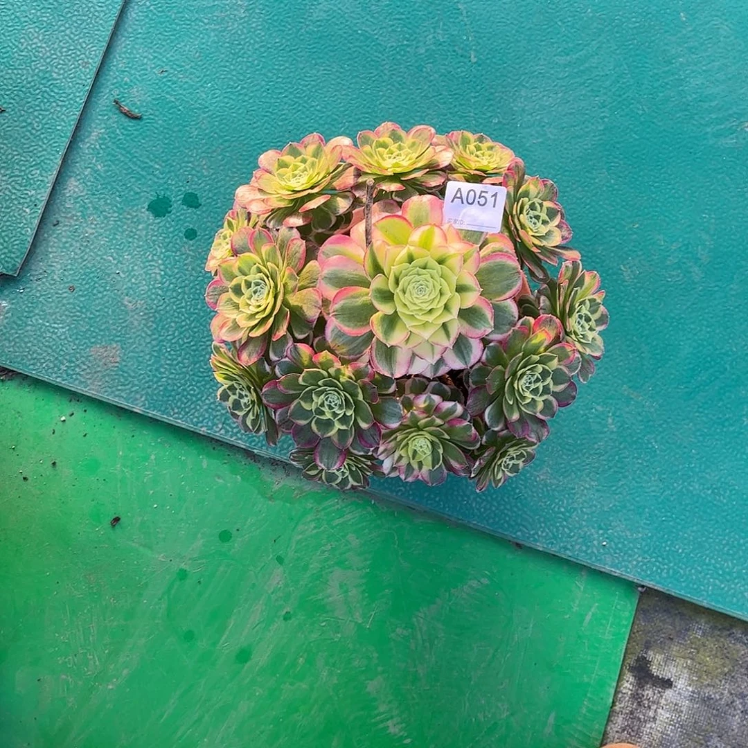 多肉水中月000000051