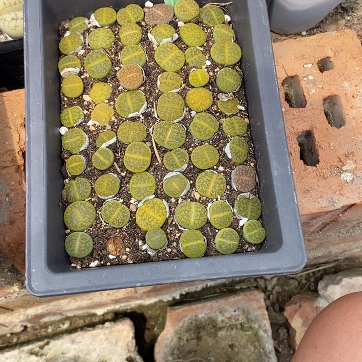 一***贵生石花等植物的生长641