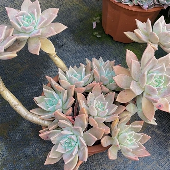 苦*啡血色浪漫98888