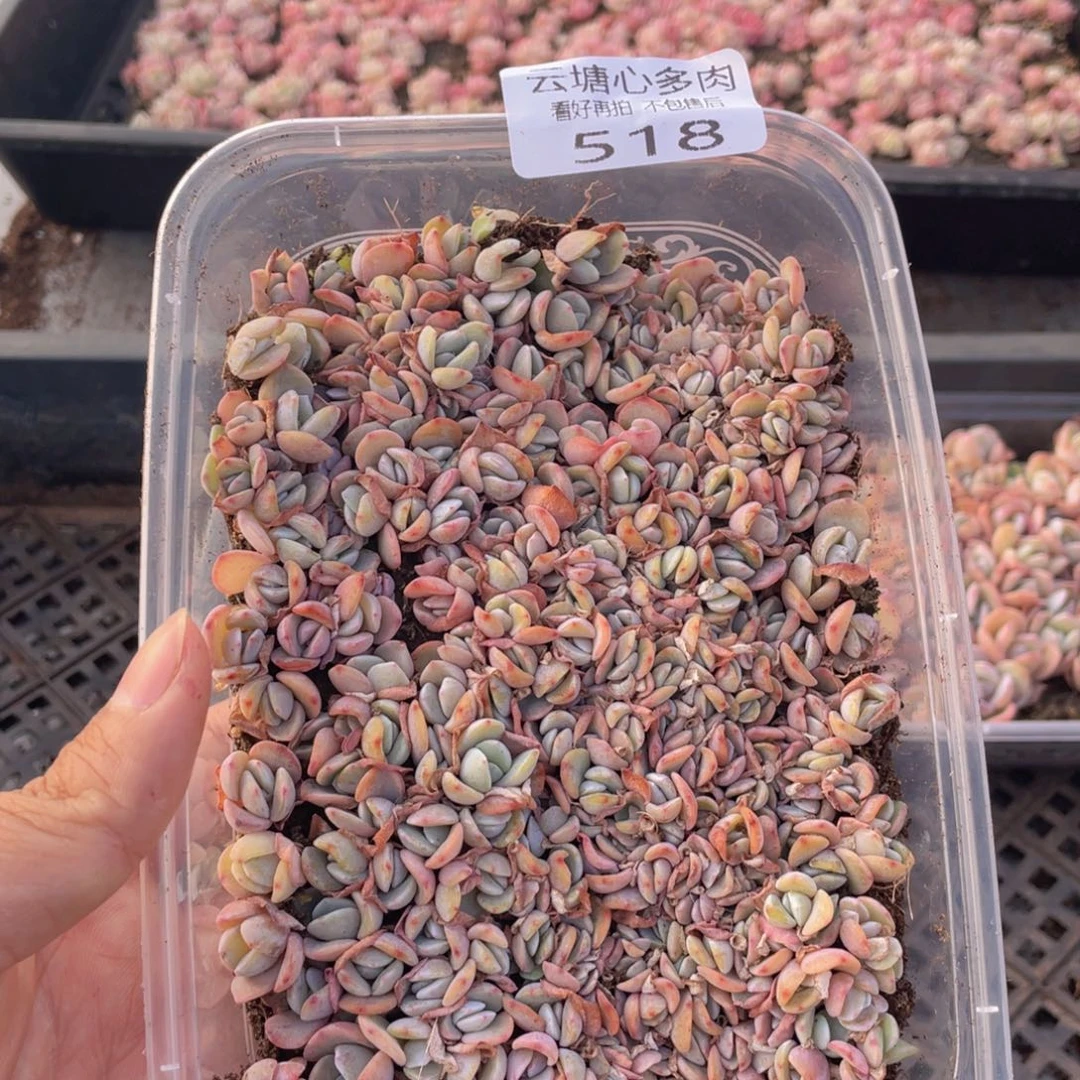 云糖心多肉植物518