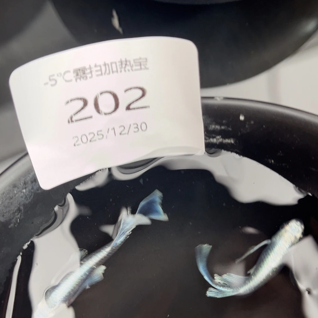 青鳉鱼202天使之翼一对