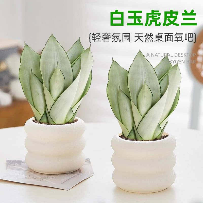 白玉虎皮兰盆栽绿植办公室内客厅桌面净化空气常青好养花卉植物