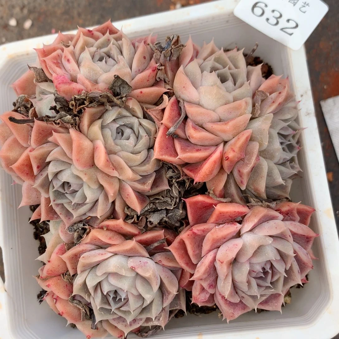 632杂交多肉老桩11冠