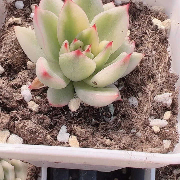 呵*多肉植物多肉植物