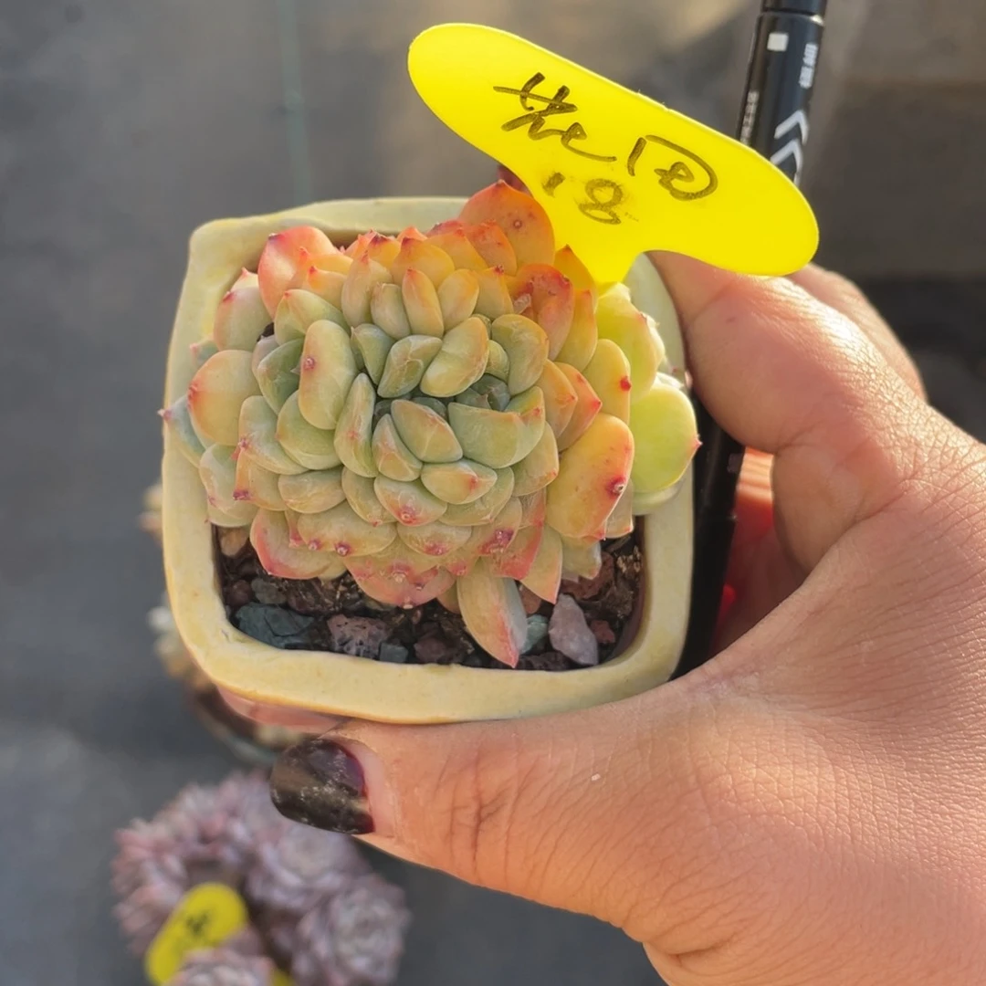 花****e冰魄朵朵缀小的18