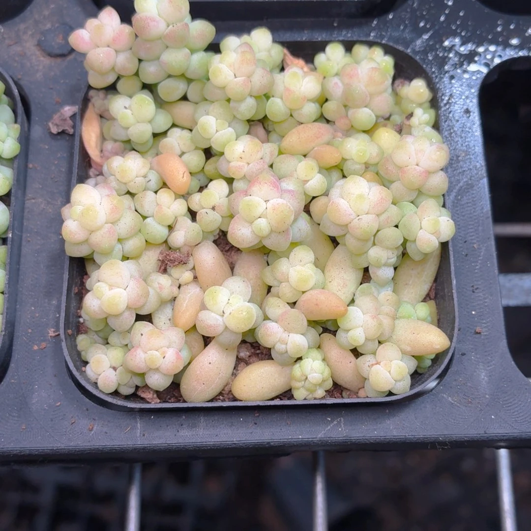 玉坠多肉9.9包邮发货