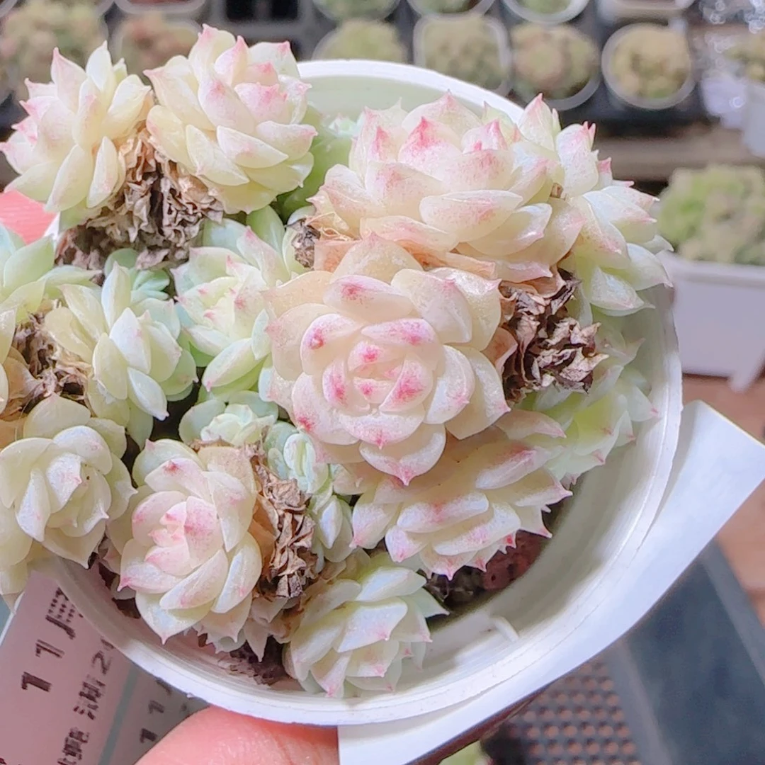 T***o花语逸镜1104-269散