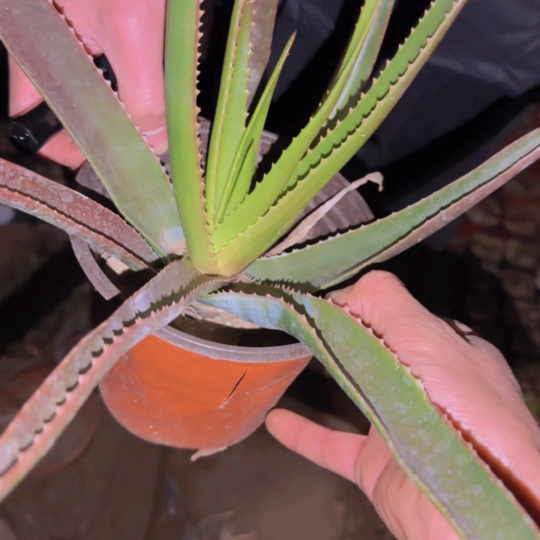 块根植物块根植物