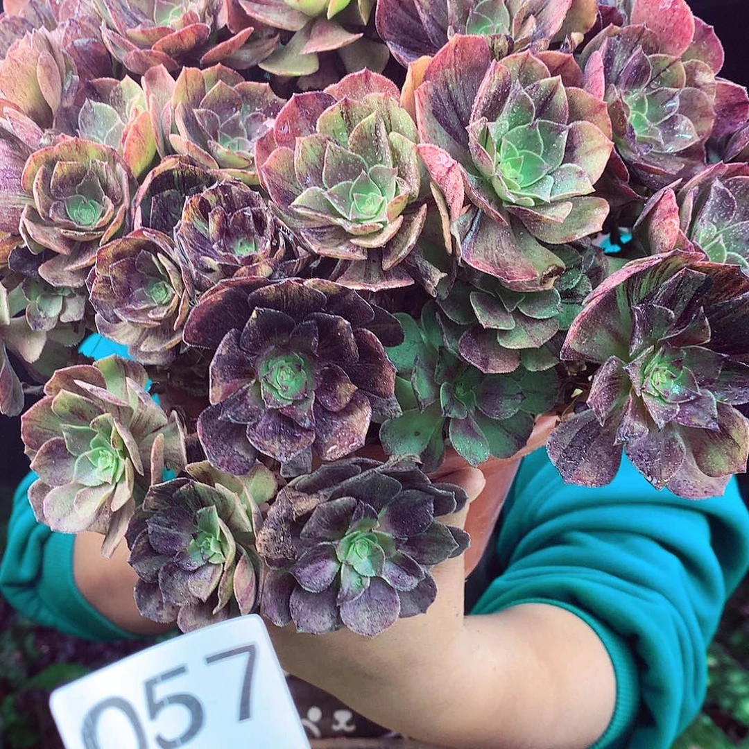 柒柒精品多肉脱土发货不包断侧枝057