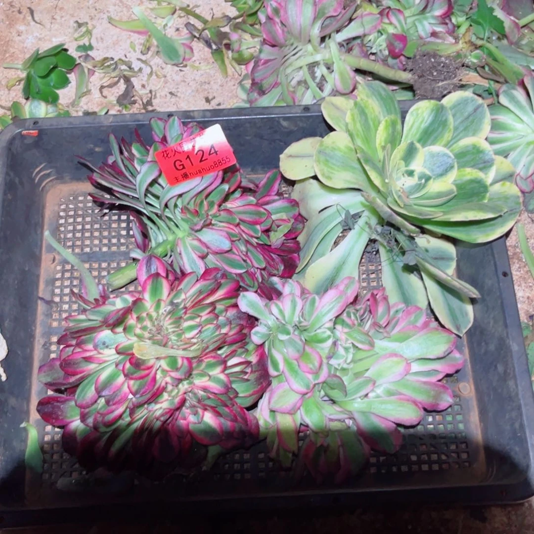 组合124多肉植物