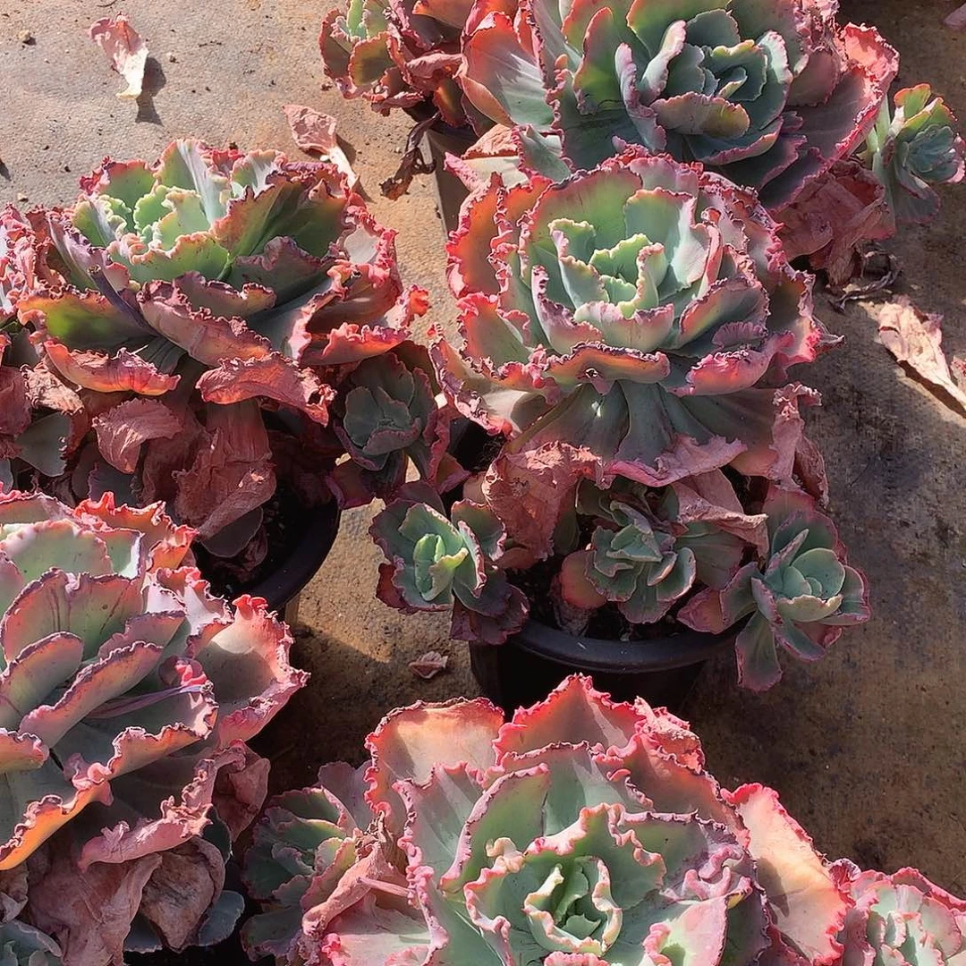 舞会红裙量拍多肉年终福利