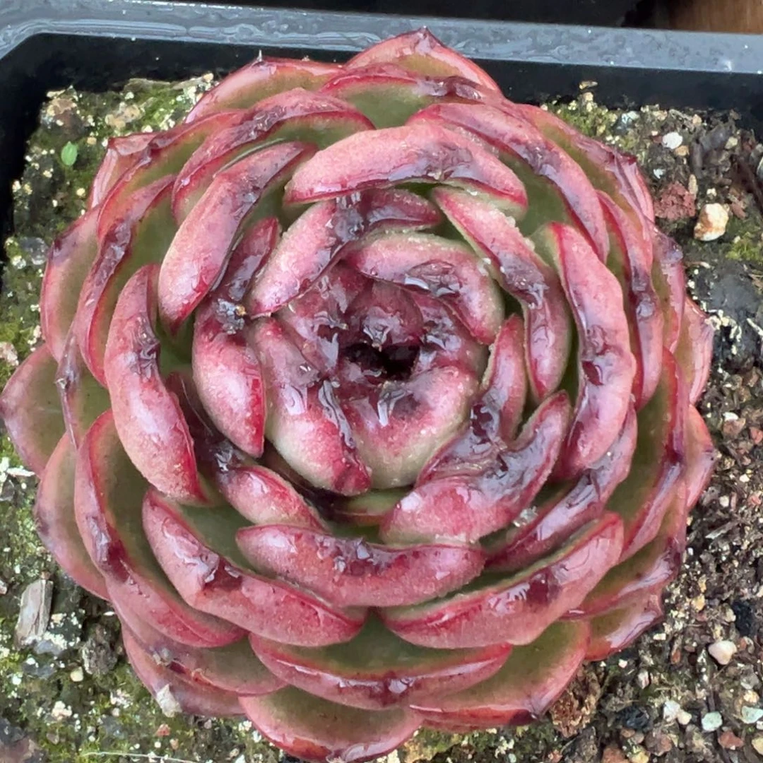 多肉一物一拍0118-血月