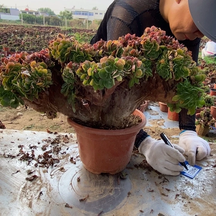 小***西493玫贵缀化老桩老桩