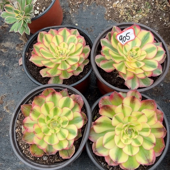 多肉植物905不售后