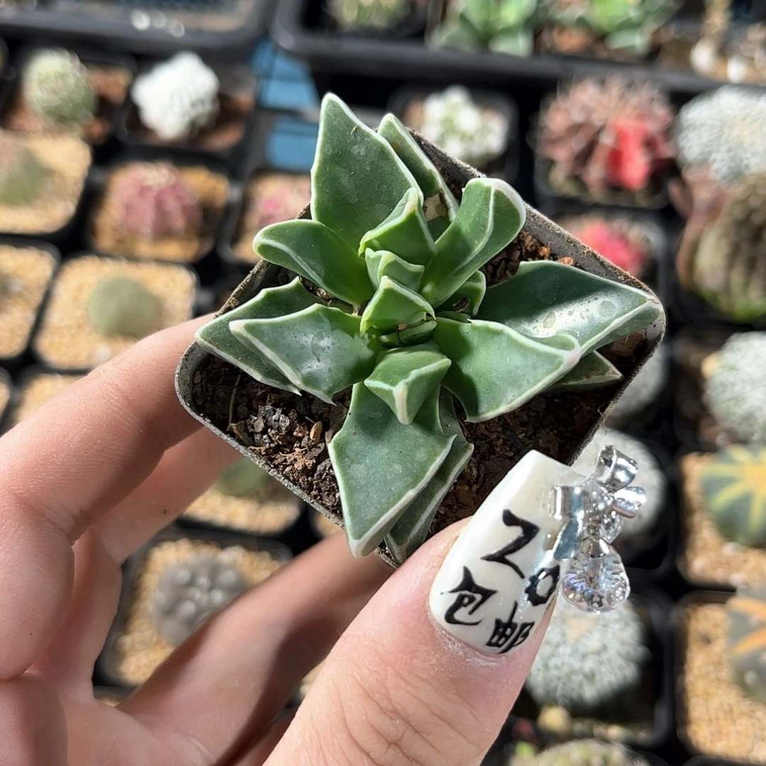 银边四海波单头发货有根