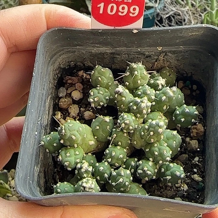 罗西安娜一棵36878