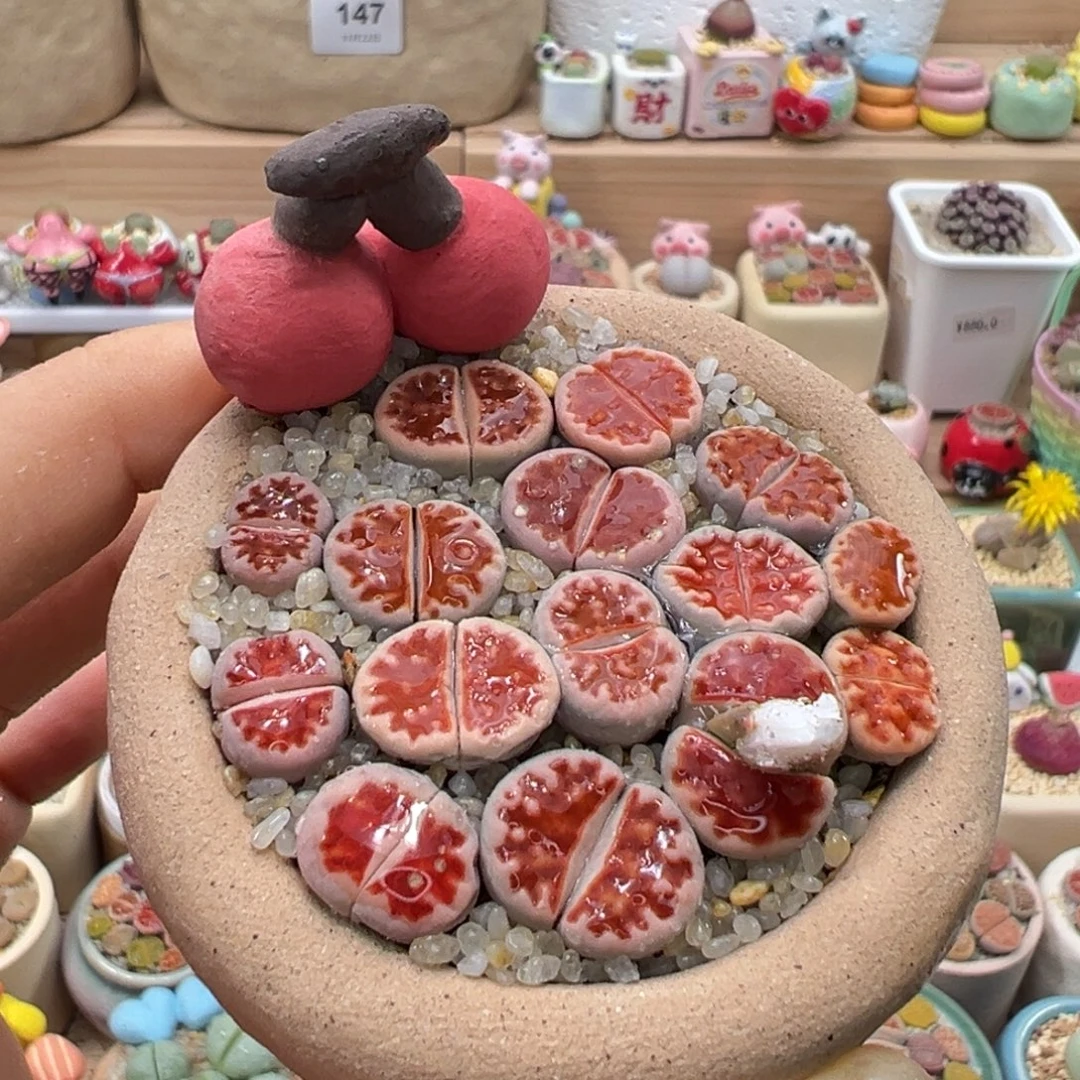 多肉植物162号红色