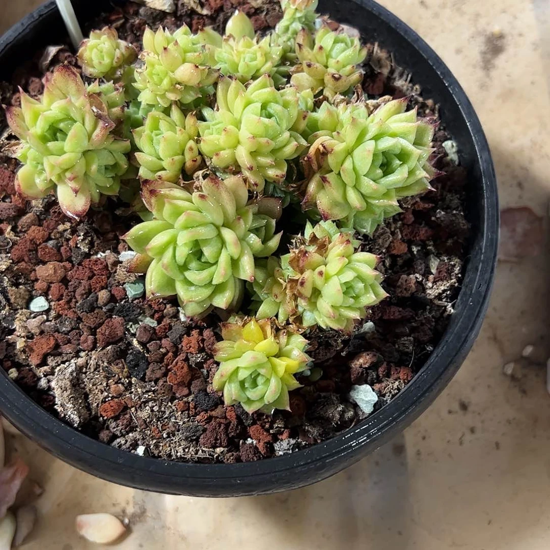 麦秆大群多肉植物