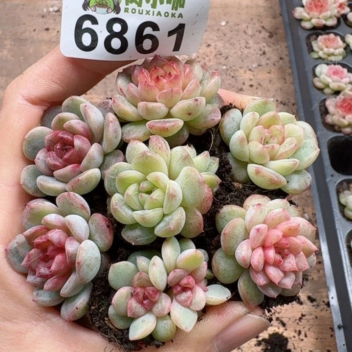 多肉植物多肉植物