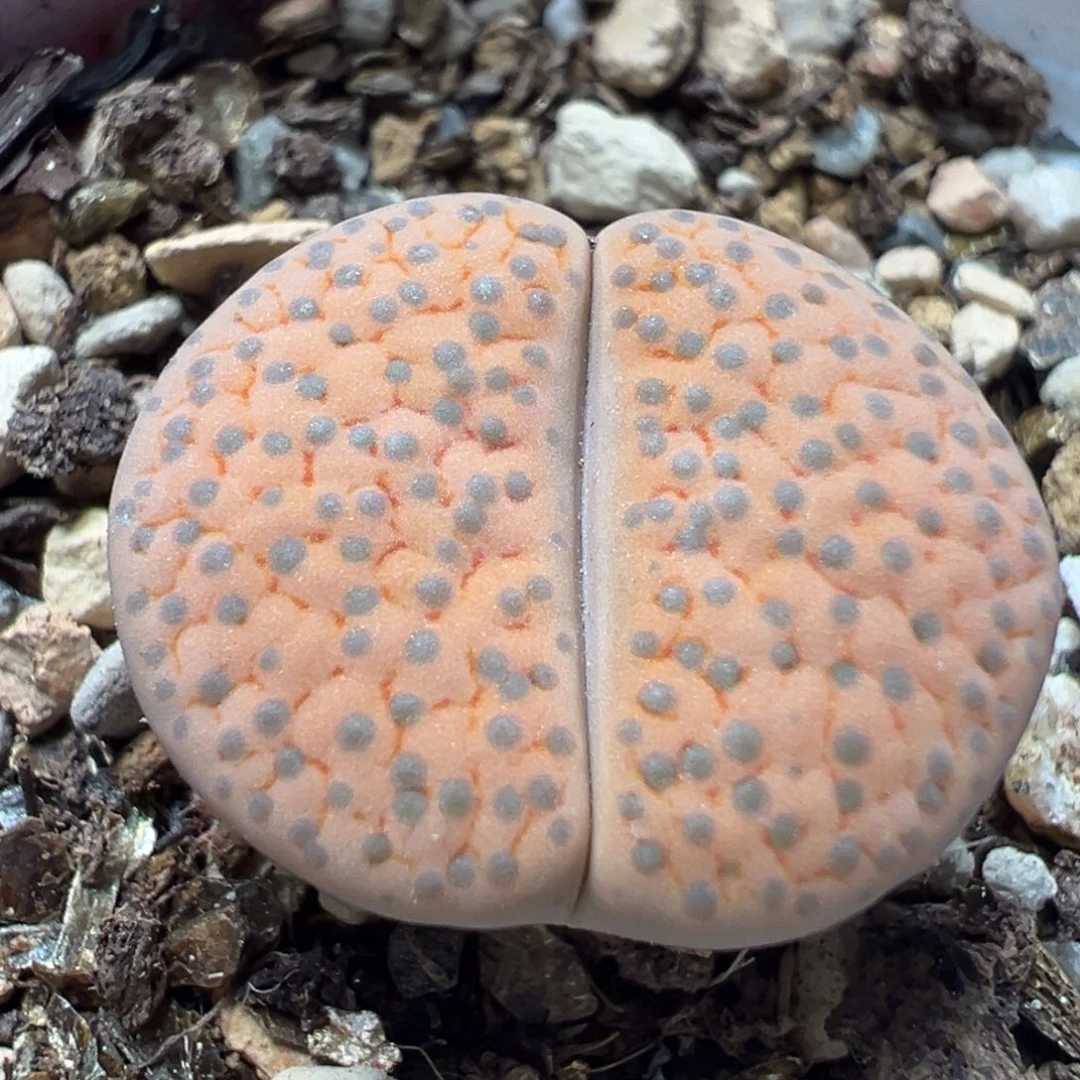 橘微纹多肉植物百科39