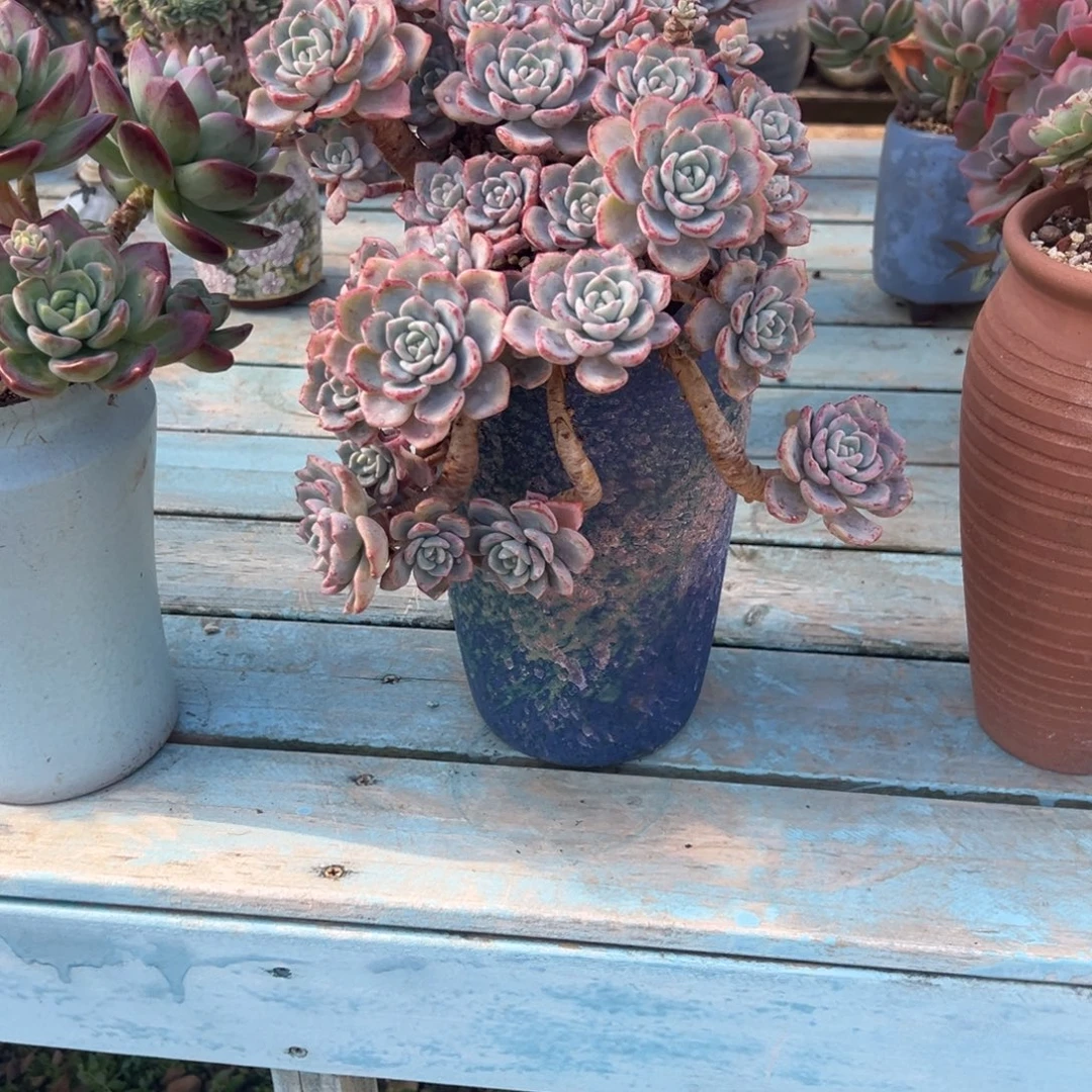 就***你千山雪多肉植物带盆不包物流