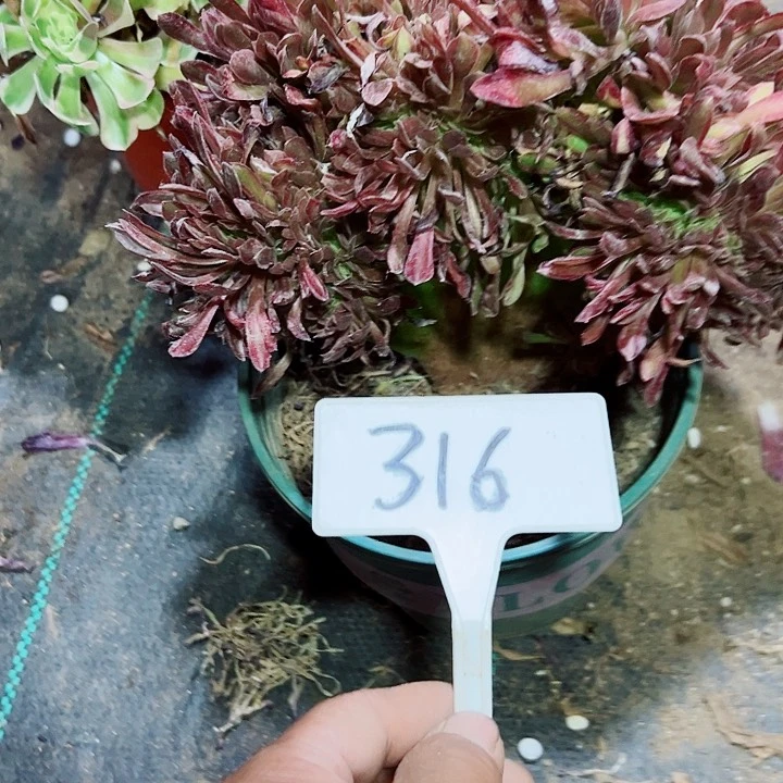 多肉植物珊瑚缀花