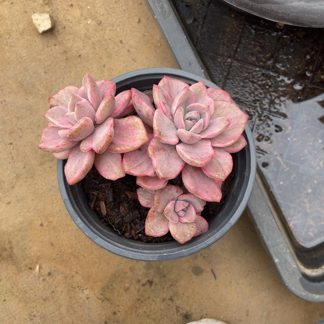 里查德夫人冠幅10 公分一物一拍